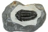 Detailed Coltraneia Trilobite Fossil - Huge Faceted Eyes #328570-3